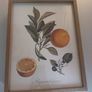 Frames botanical fruit prints (separately or as part of a set) Image 5