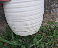 Plant pots