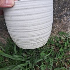 Plant pots