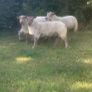Pedigree registered Charolais rams Image 2