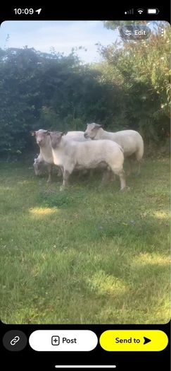 Pedigree registered Charolais rams