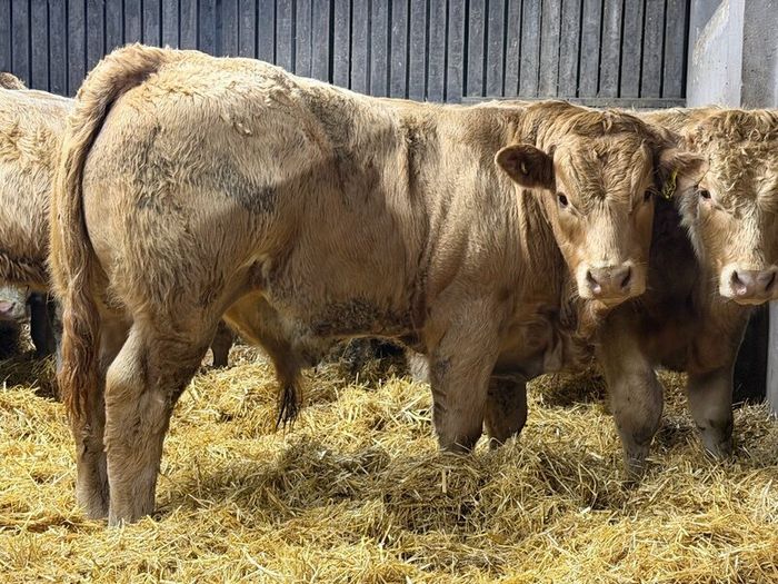 Charolais Weanlings