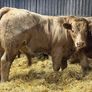 Charolais Weanlings Image 2