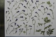 Lobelia - Pressed Flowers for Crafting: Flowers, Stems, Leaves