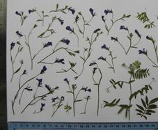 Lobelia - Pressed Flowers for Crafting: Flowers, Stems, Leaves