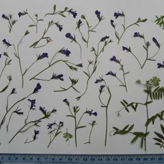 Lobelia - Pressed Flowers for Crafting: Flowers, Stems, Leaves