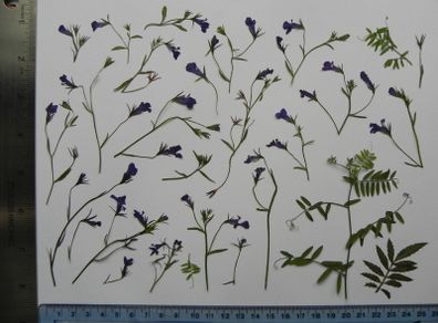 Lobelia - Pressed Flowers for Crafting: Flowers, Stems, Leaves