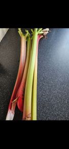Organic Rhubarb