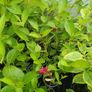 Flowering Shrubs, Garden Plants Image 9