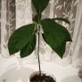 Avocado plant Image 3