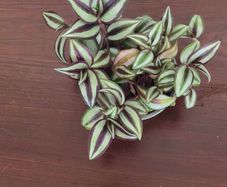 Tradescantia Zebrina Purple Inch Plant for sale