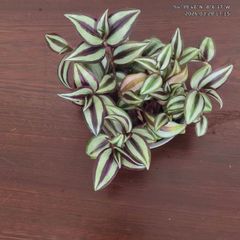 Tradescantia Zebrina Purple Inch Plant for sale