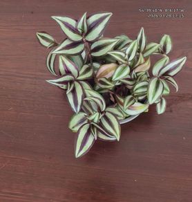 Tradescantia Zebrina Purple Inch Plant for sale