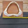 silky shark jaw, lemon shark jaw, big nose shark jaw Image 4