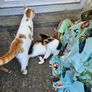 cat adaptio Image 2