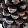 New XXXL frosted detail rustic resin Pinecone with subtle frost detail Image 3