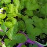 Wild strawberry plants 4-pack available in October 2024 Image 2