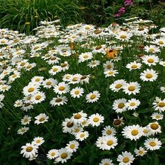 Leucanthemum (Shasta Daisy)