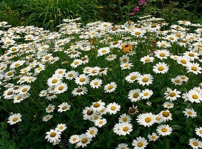 Leucanthemum (Shasta Daisy)