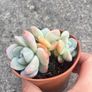plant Image 5