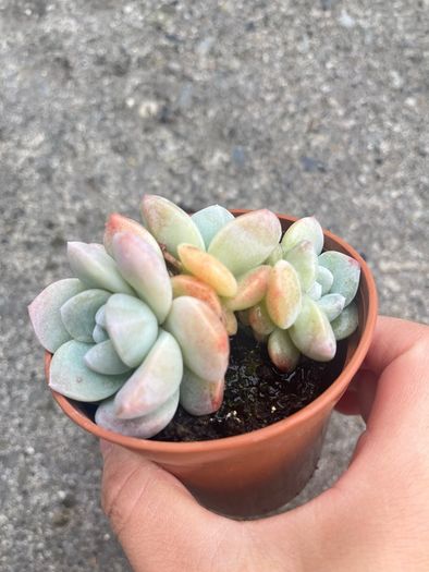 plant