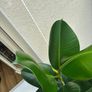 Large Plant Ficus Elastica Image 4