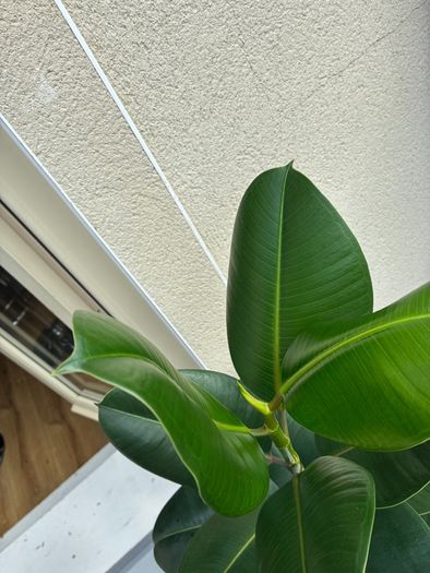 Large Plant Ficus Elastica