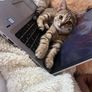 Missing kitten Image 2