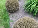 Box Hedge Treatment Image 8