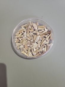 SHark teeth fossils etc.