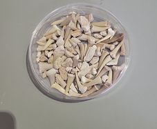 SHark teeth fossils etc.