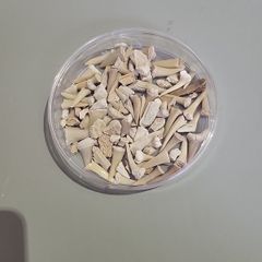 SHark teeth fossils etc.