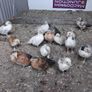bantam Image 2