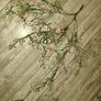 ivory plant Image 2