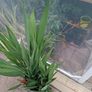 Large Lucifer Plant Image 4
