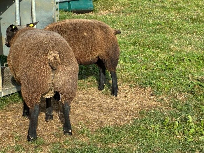 Blue TEXEL pedigree sheep