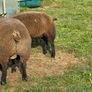 Blue TEXEL pedigree sheep Image 5