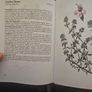 Natural Beauty Care With Flowers And Plants. B. Hlava, Z. Krejcova. Hardback In Good Condition.  See Photos For Same. Image 9