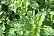 organic nettles
