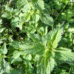 organic nettles