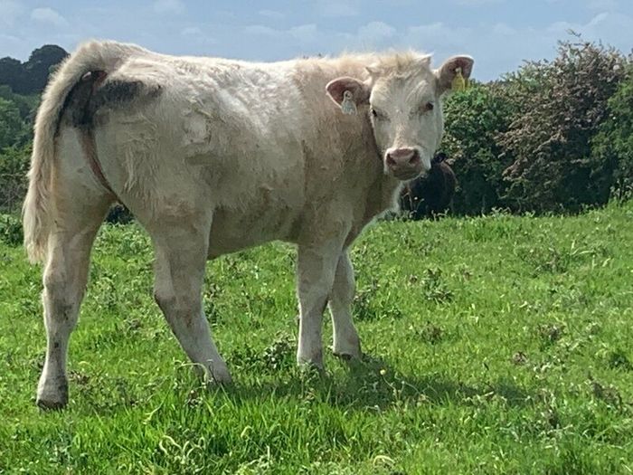 Purebred registered charlaois cow and calf
