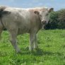 Purebred registered charlaois cow and calf Image 7