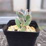 Panda plant Image 2
