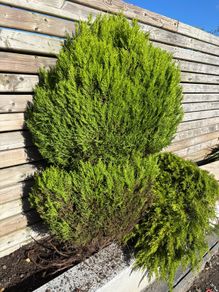 Established Est. Lemon Cypress Conifer Plants (Ideal for Beds, Borders, or Pots)