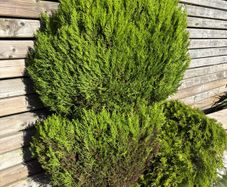 Established Est. Lemon Cypress Conifer Plants (Ideal for Beds, Borders, or Pots)