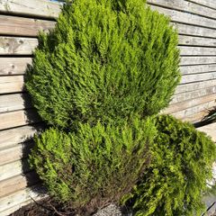 Established Est. Lemon Cypress Conifer Plants (Ideal for Beds, Borders, or Pots)