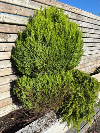 Established Est. Lemon Cypress Conifer Plants (Ideal for Beds, Borders, or Pots)