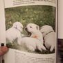 West Highland White Terrier.manual And Reference Guide.  Hardback In Good Condition. Image 9