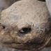 tortt