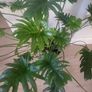 Philodendron Xanadu Image 2